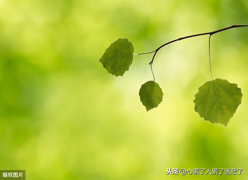 永不服输的经典语录精神的句子（不如放手，并送上祝福）