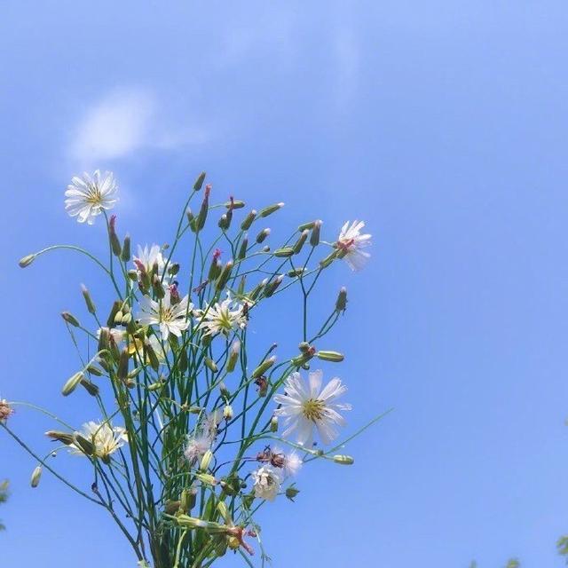 坚强独立且永不服输的励志短句（总有一天，会有一束阳光遣散你所有的阴霾）