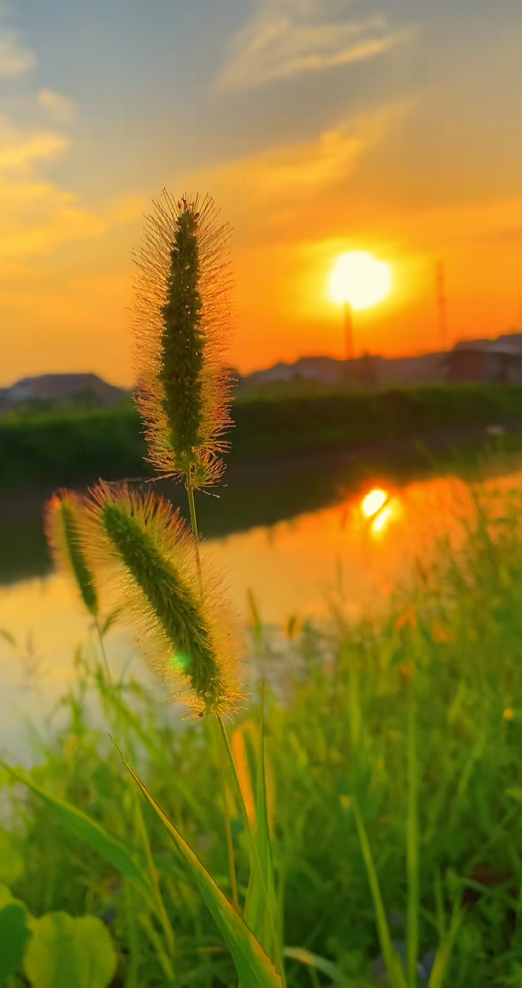 夏至文案日送清凉的短句（夏九初来，情已久浓）