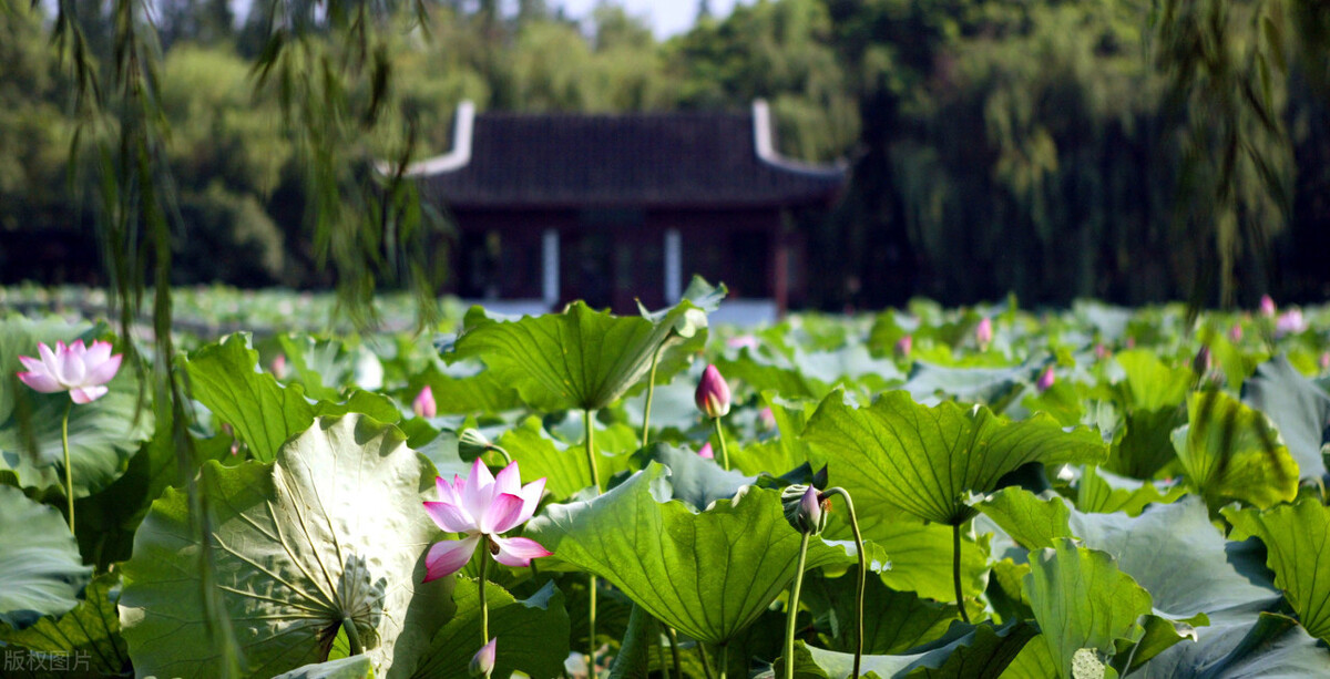 写尽西湖美景的10首诗句推荐（杨柳垂湖春光烂漫）