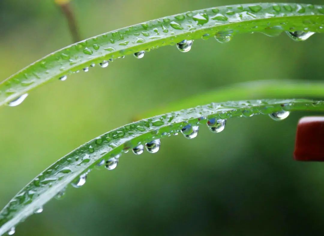 关于盛夏的经典诗句推荐（盛夏时光静浅，倚窗听雨绵绵）