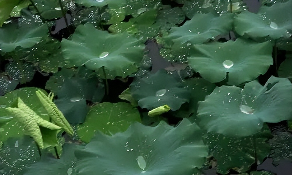 关于盛夏的经典诗句推荐（盛夏时光静浅，倚窗听雨绵绵）