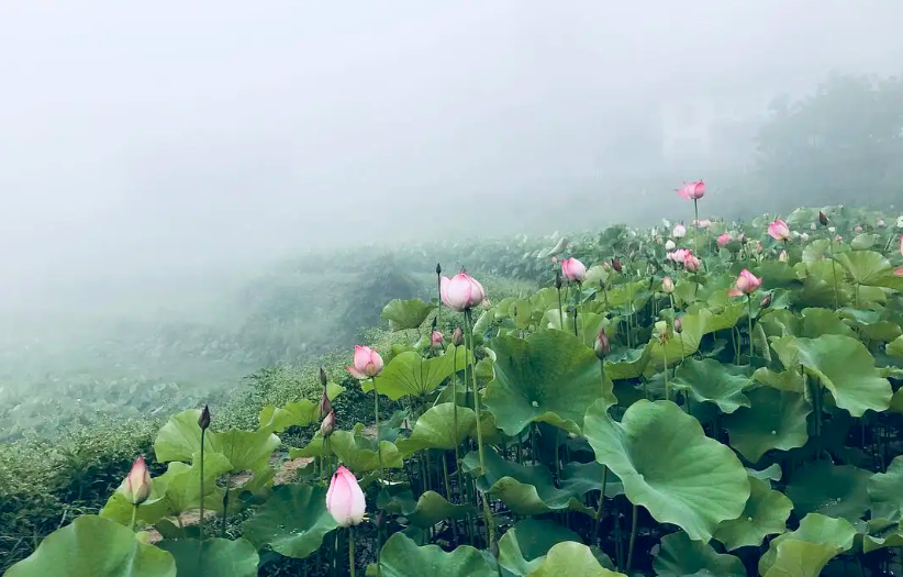 关于盛夏的经典诗句推荐（盛夏时光静浅，倚窗听雨绵绵）