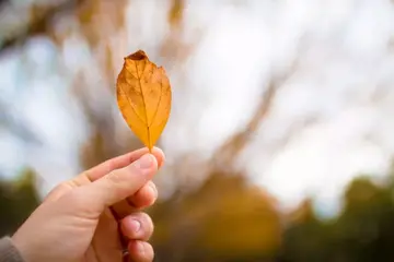 关于生命如什么的作文800字（精选10篇敬畏生命作文）