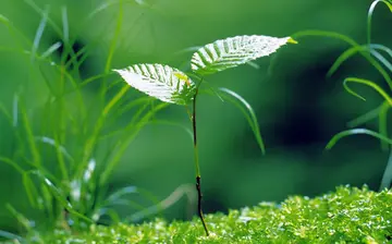 生命流泪的样子读后感600字（分享1篇范文）