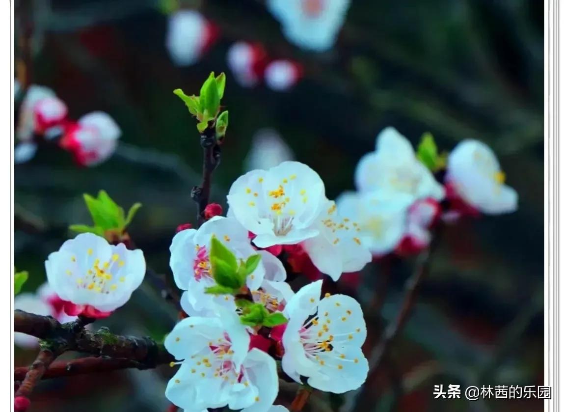 关于20句唯美的春雨诗词（清丽如画，惊艳了时光）