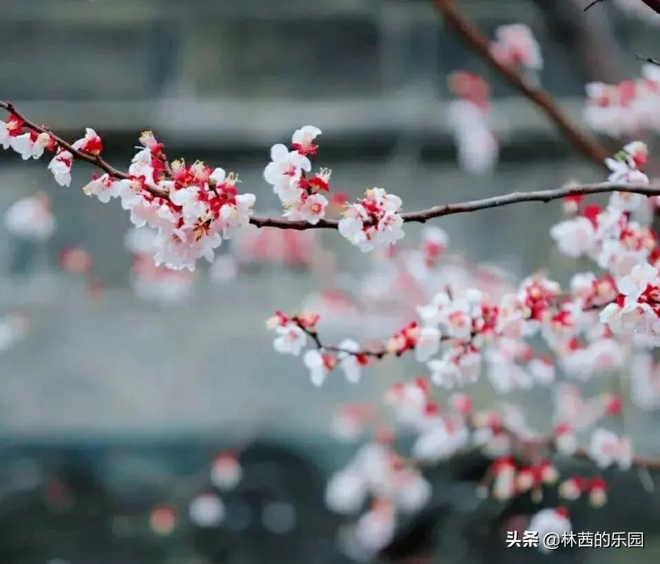 关于20句唯美的春雨诗词（清丽如画，惊艳了时光）