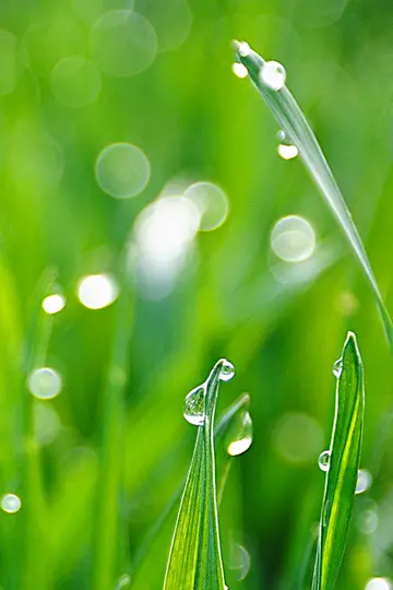 描写春雨的句子和段落（形容春雨滋润万物的句子）