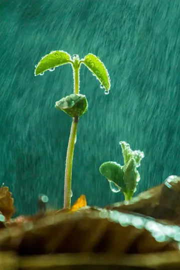 描写春雨的句子和段落（形容春雨滋润万物的句子）