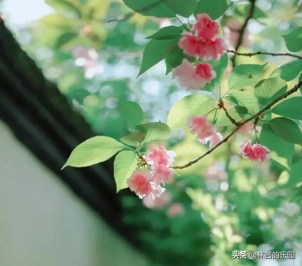 关于春雨的诗词有哪些（推荐20句唯美的春雨诗词）