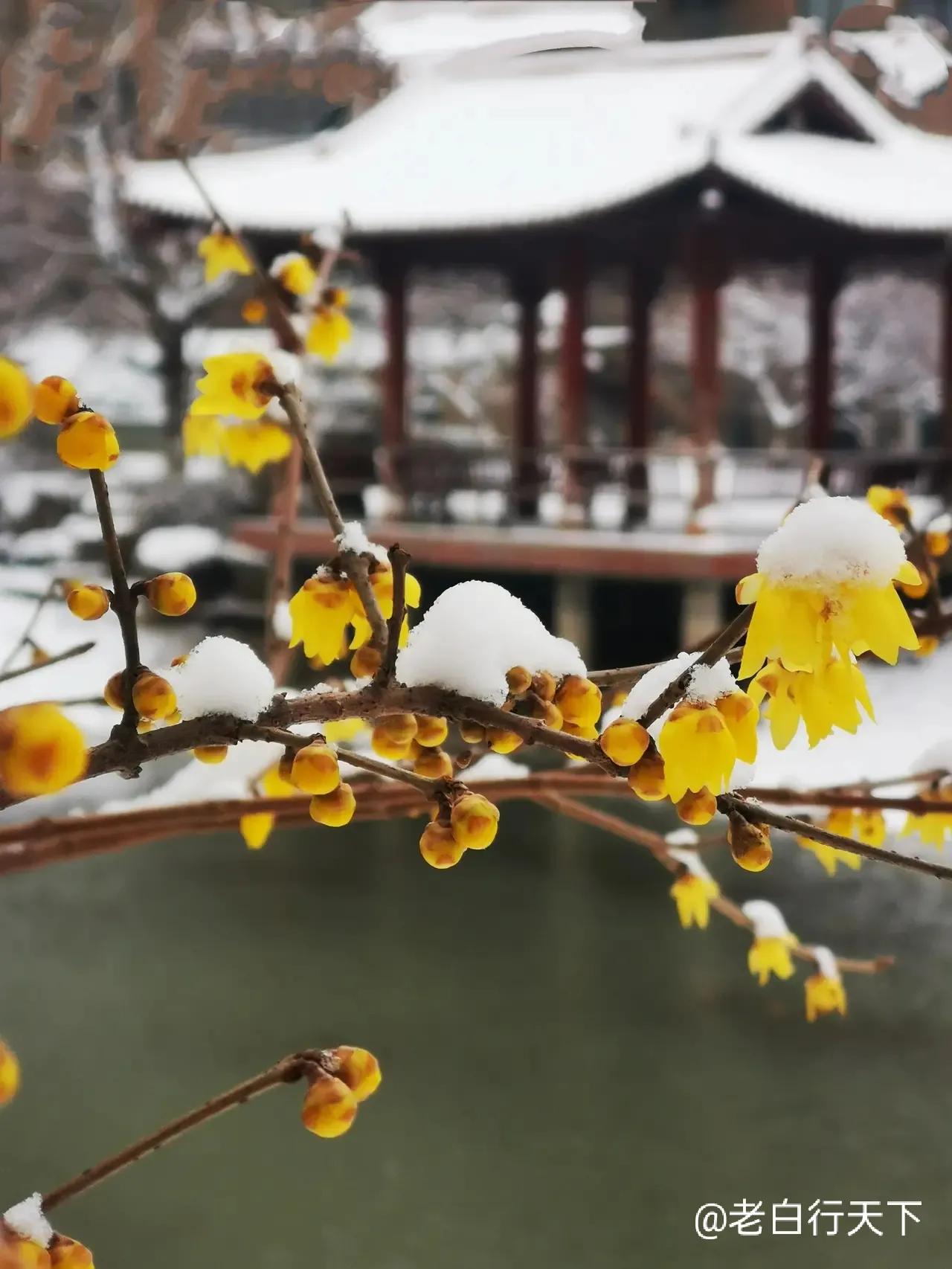 关于梅花诗词集锦大全（精选咏梅花诗词16首）