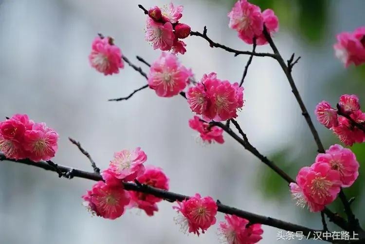 关于咏梅花著名诗词推荐（飞雪落红尘，寒梅枝上春）