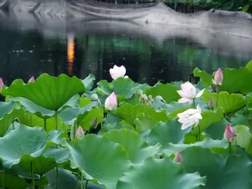 描写初夏的句子和段落（形容初夏的唯美古风短句）