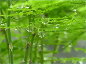 描写初夏的句子摘抄（分享30句有关赞美初夏的优美句子）