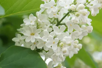 描写丁香花的简短句子（关于丁香花的唯美文案）