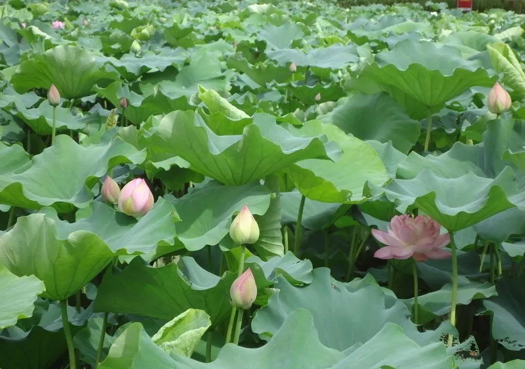 酸甜苦辣正能量励志句子，关于简单的人生感悟语录