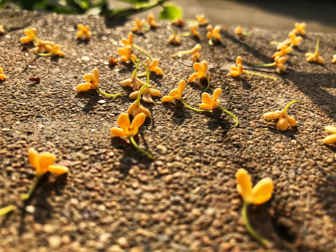 表达桂花的寓意的诗句，分享三首咏桂花诗词赏析