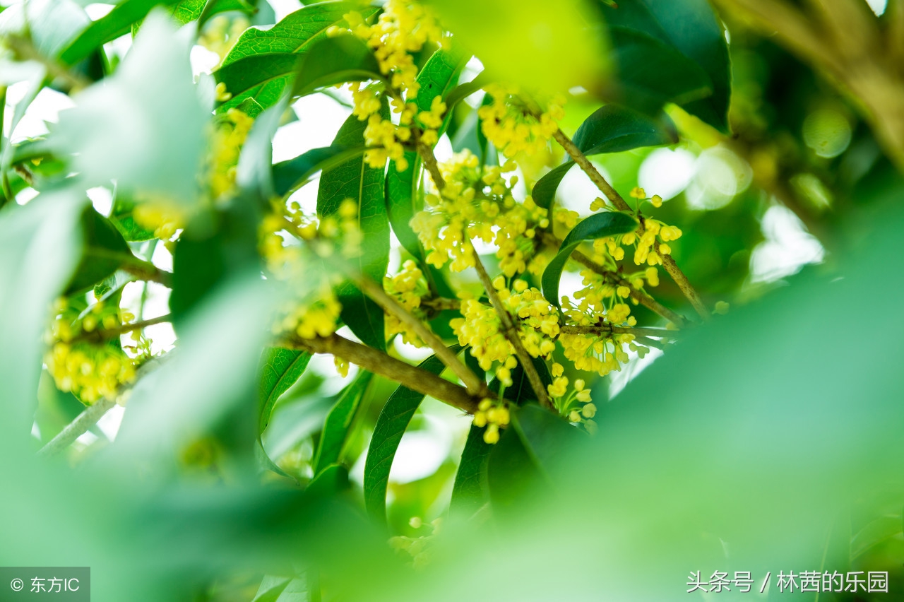 歌咏桂花的12首绝美诗词，表达桂花的寓意的诗句