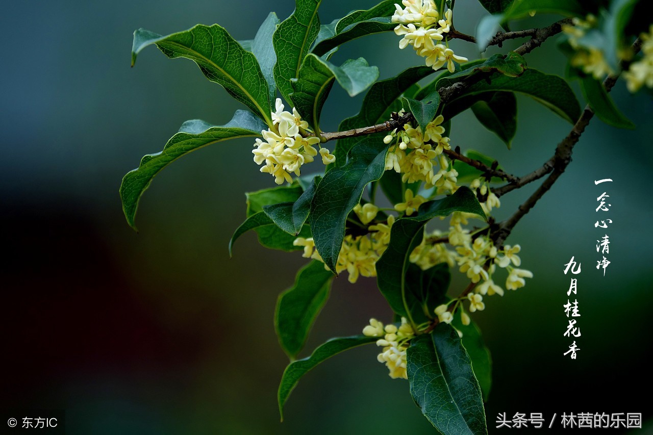 歌咏桂花的12首绝美诗词，表达桂花的寓意的诗句