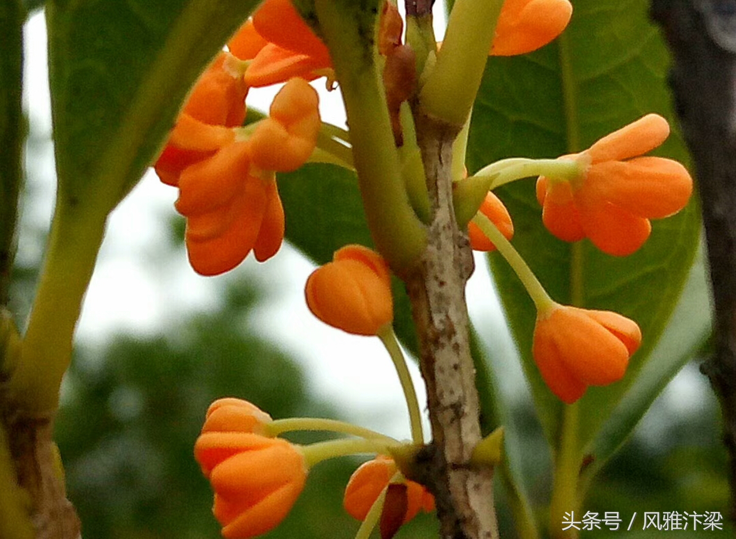 有关桂花的诗词名句赏析（恰逢桂花飘香时）