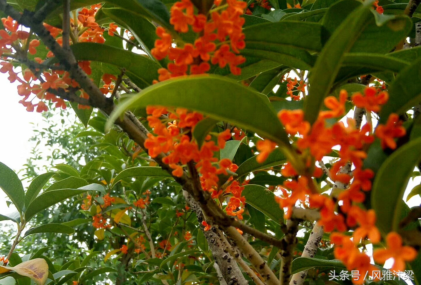 有关桂花的诗词名句赏析（恰逢桂花飘香时）