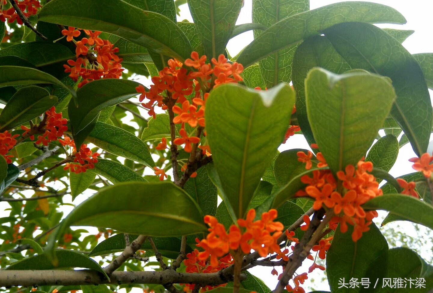 有关桂花的诗词名句赏析（恰逢桂花飘香时）