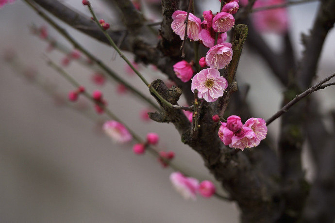 有关梅花的相关古诗词名句（含蓄蕴藉，深挚委婉）