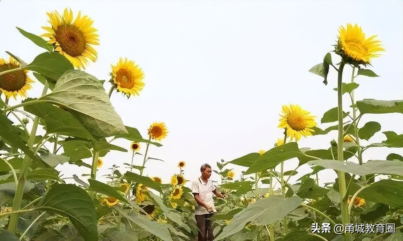 关于夏至谚语四十五句赏析（夏至雨点值千金）