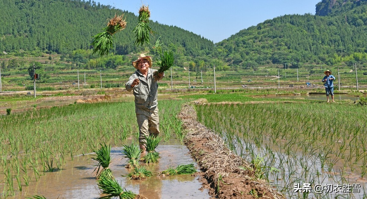 推荐六首二十四节气芒种田园古诗（村村逐芒种，播谷满菑田）