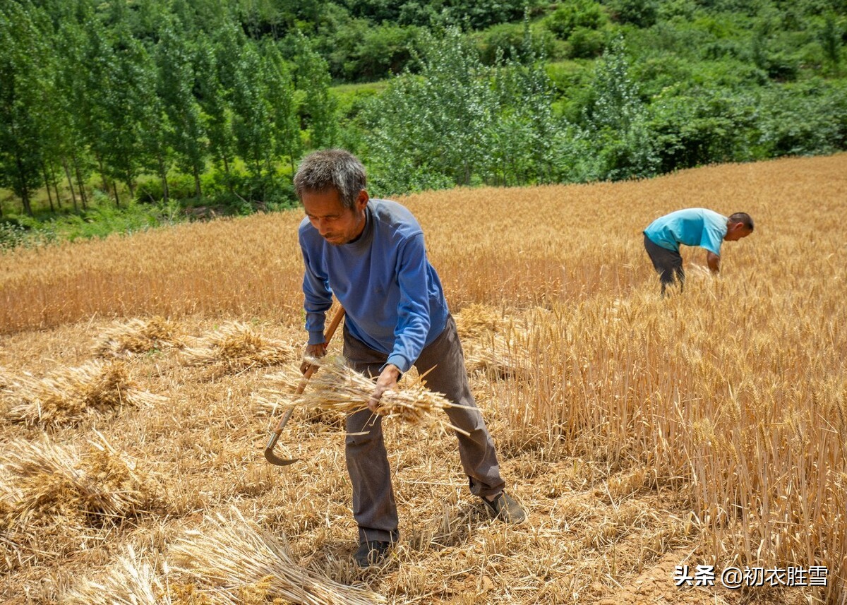 推荐六首二十四节气芒种田园古诗（村村逐芒种，播谷满菑田）