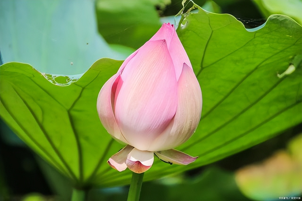 精选3首仲夏诗词，愿夏日的所有美好都如约而至