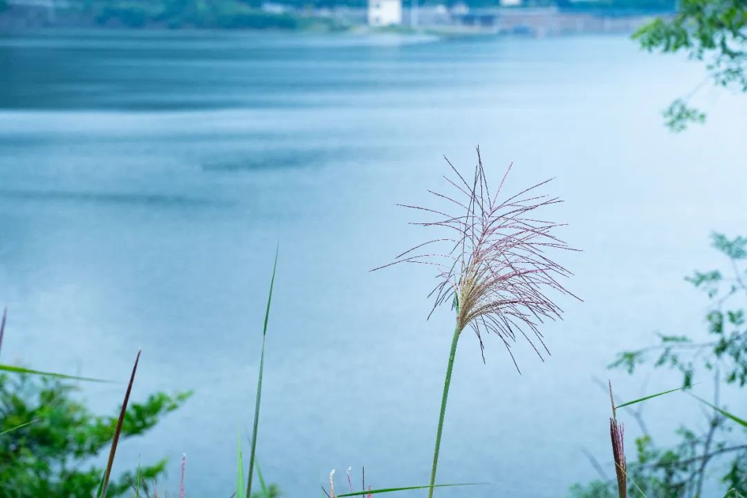 精选3首仲夏诗词，愿夏日的所有美好都如约而至