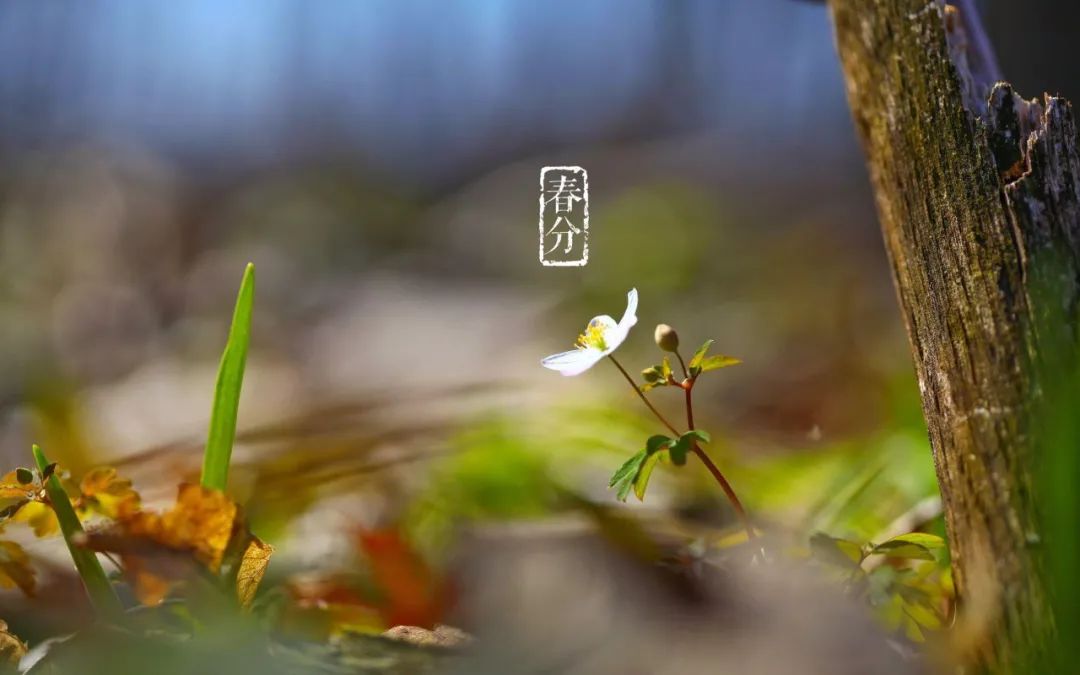 有关春分古诗词春分的诗句（满目鸟语花香，春光无限）