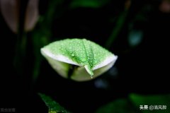 关于雨水节气高质量文案（祝你雨水节气开心，快乐）