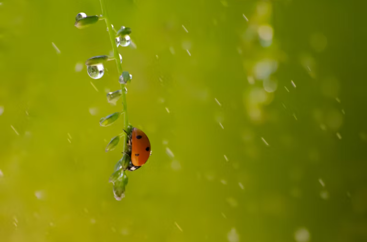 关于雨水节气的优美文案有哪些（精选70句雨水节气唯美短句）