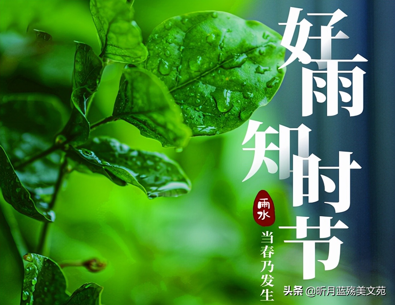 雨水节气的高级浪漫文案（一场春雨一场暖，一份相思一份情）