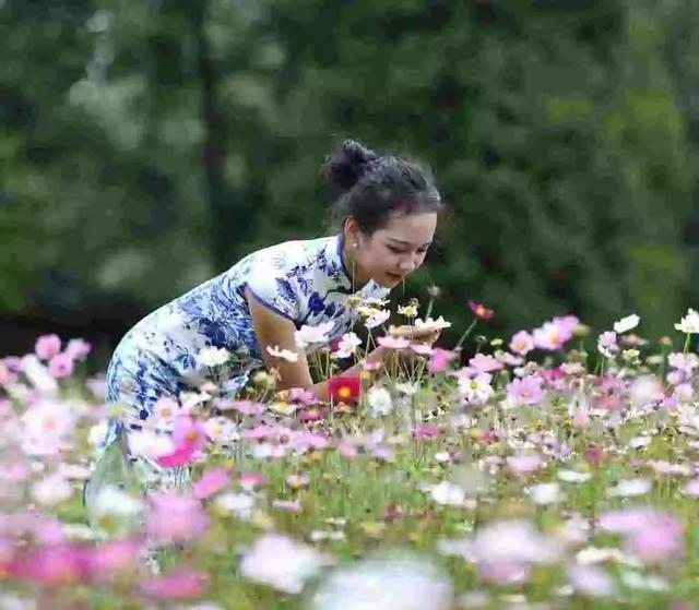 关于菊花作文800字（菊花传递着不屈的精神）秋菊