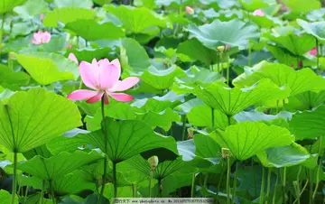 关于夏天的优美句子（夏天的撩人短句）