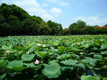 最爱盛夏行不足作文800字（盛夏款款而来，悄然而去）