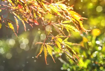 表达秋天天气凉爽的说说，秋季感慨句子说说心情