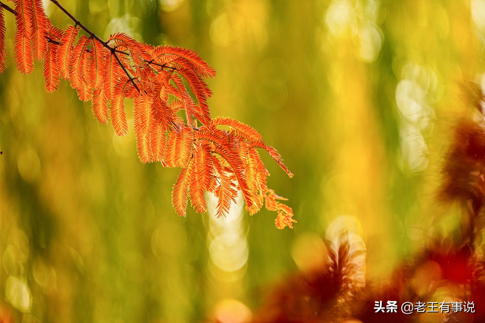 描写秋色的10个优美佳句，秋天的雨也是一种思念