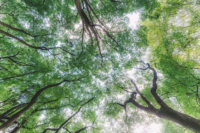 形容春季的100首春光诗词，令人赏心悦目的春天美景