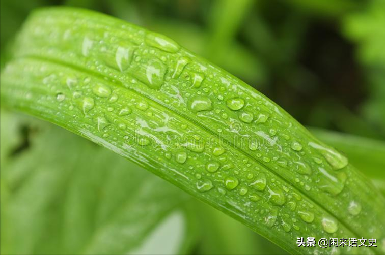 杨万里诗句写的诗大全（关于杨万里的幽默风趣雨中古诗词）