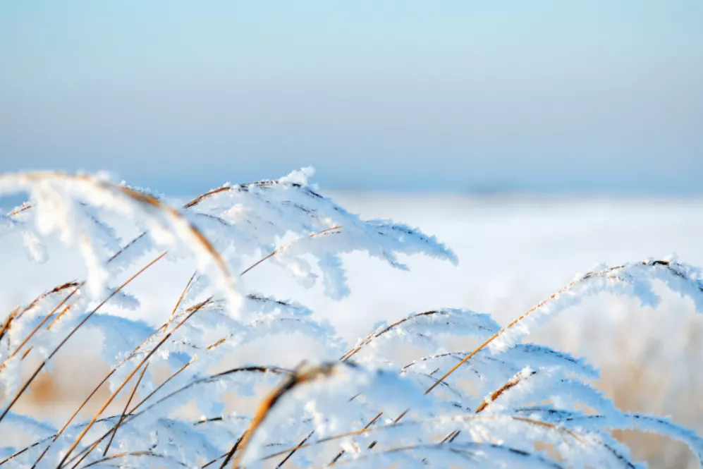 有关大雪干净治愈文案短句（大雪如期至，相伴暖心行）