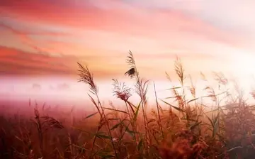 有关治愈心情唯美文案推荐（欣赏自己的风景，遇见自己的幸福）