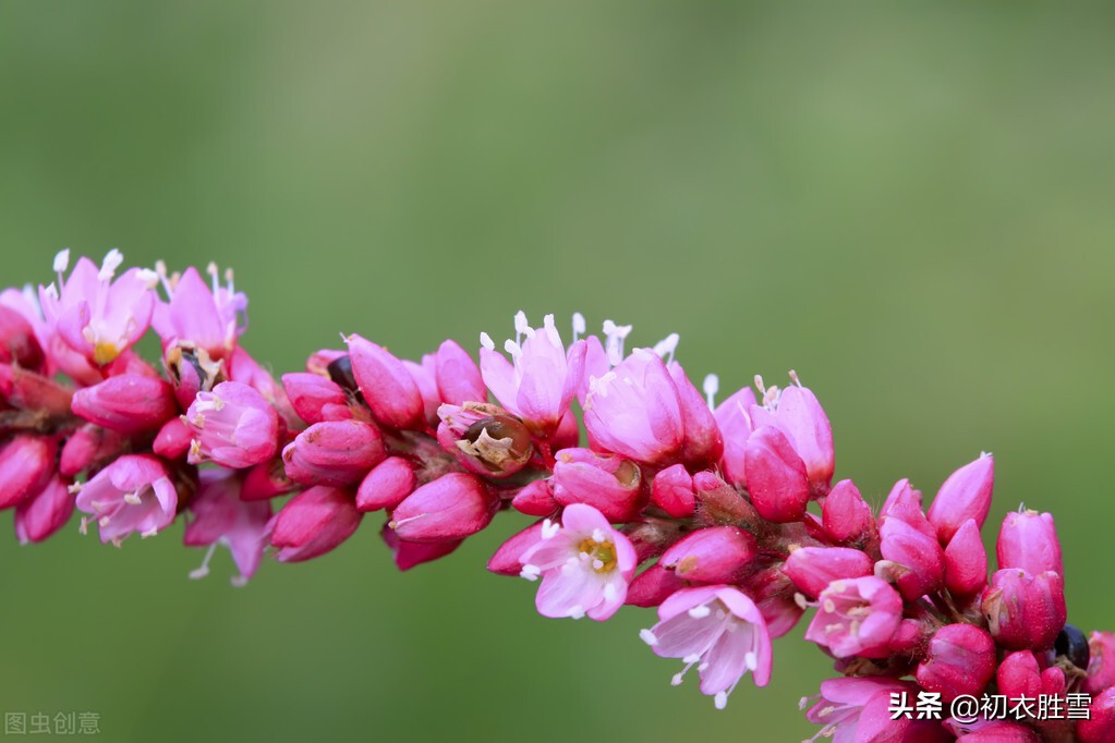 关于寒露诗词的句子（精选寒露节气清新美诗五首）