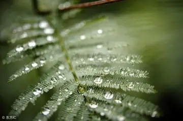 关于春雨的诗词有哪些（推荐10首优美春雨诗词）