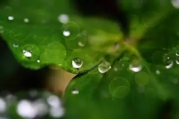 关于春雨的诗词有哪些（推荐10首优美春雨诗词）