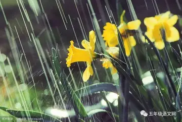 描写春雨的诗句有哪些（精选30句形容春雨的唯美诗句）