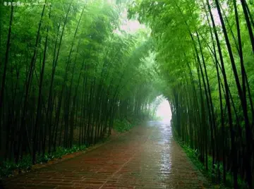 描写春雨的古诗词（夜阑卧听风吹雨，铁马冰河入梦来）